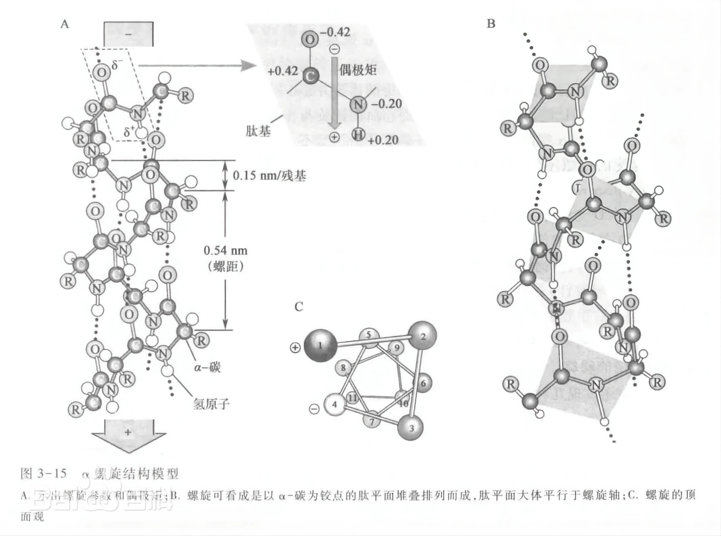 Protein Secondary Structure