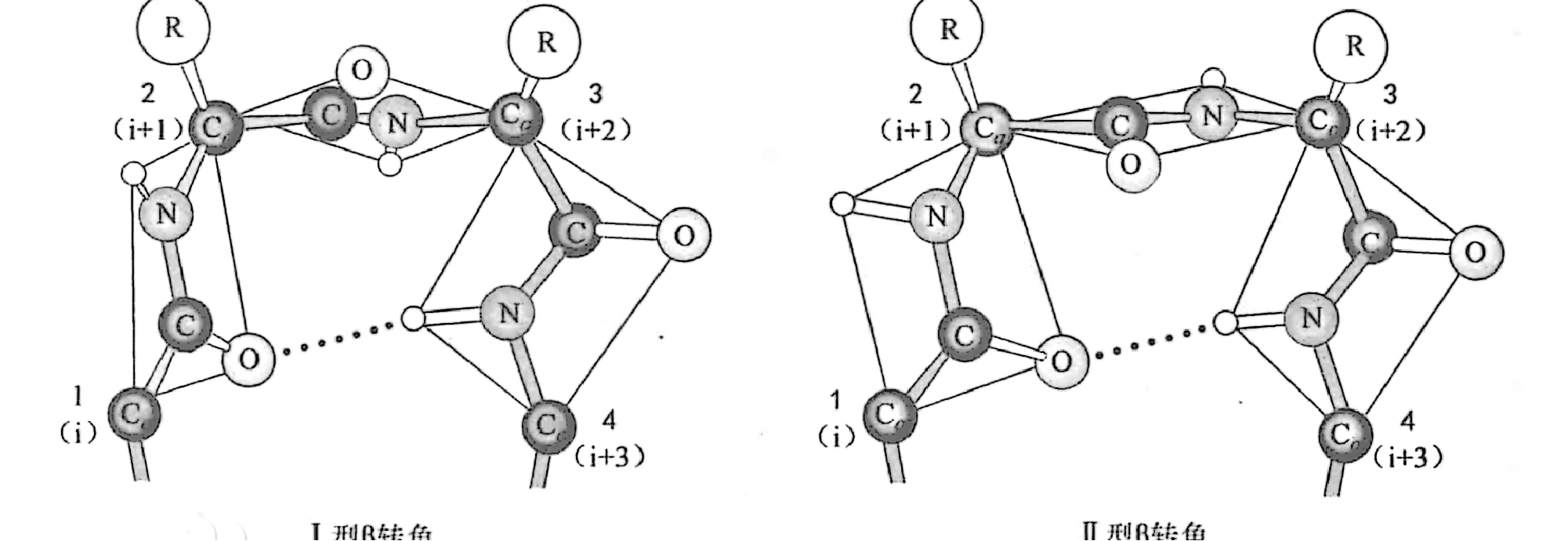 Protein Secondary Structure