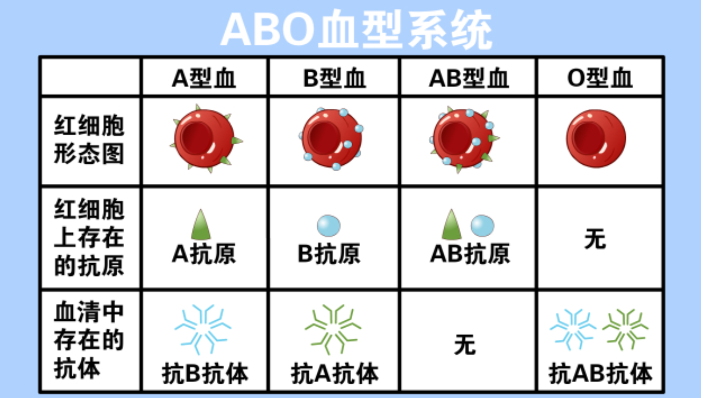 ABO血型原理图解