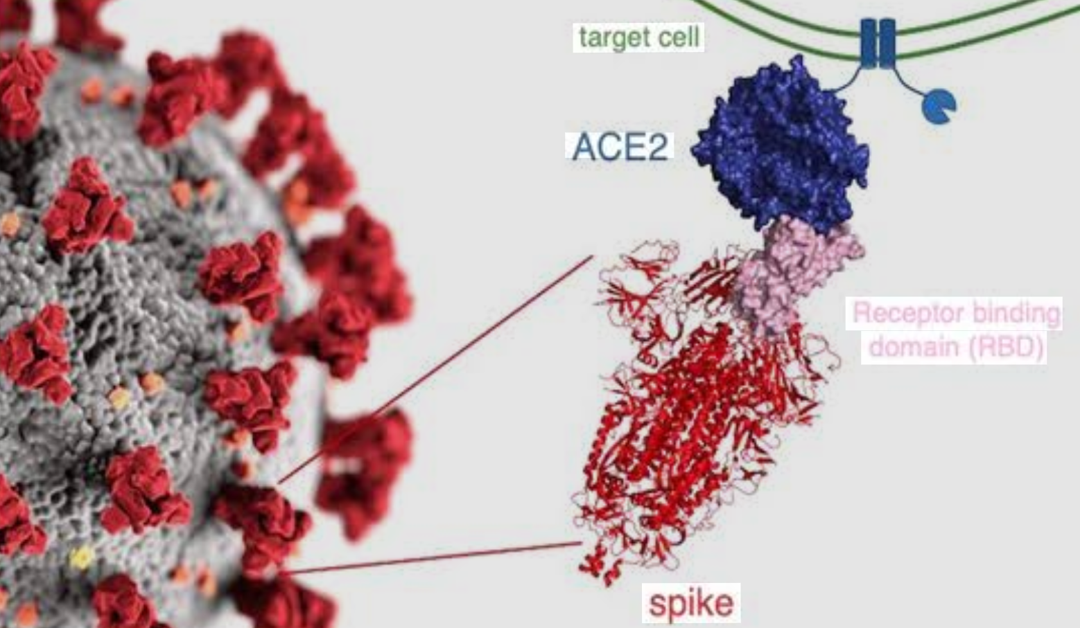 病毒入侵细胞过程